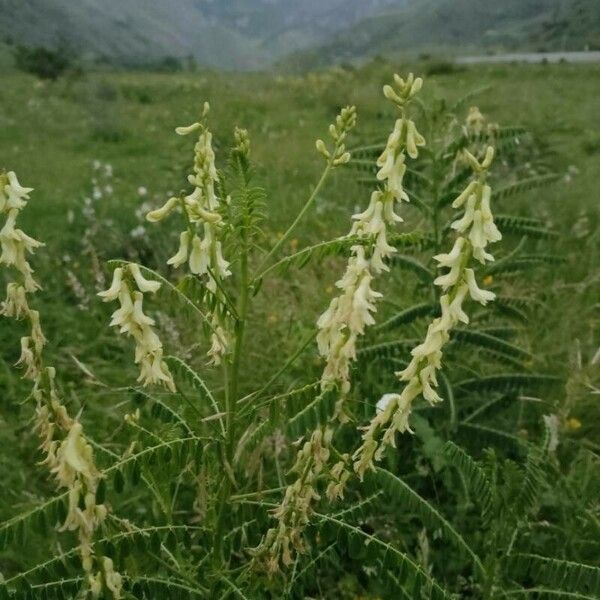 Astragalus racemosus Λουλούδι