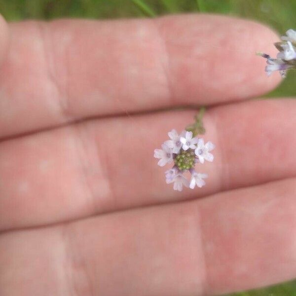 Verbena litoralis 花