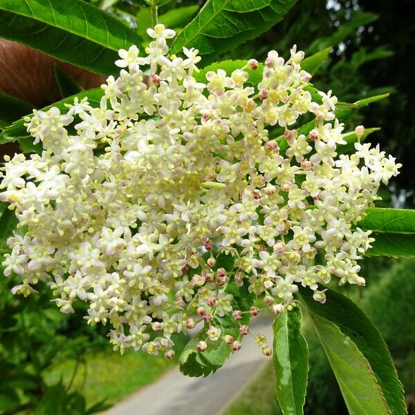 Sambucus nigra പുഷ്പം