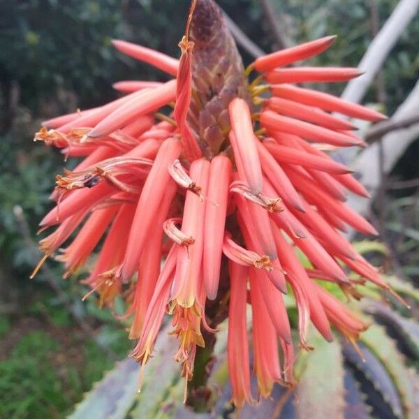 Aloe arborescens Žiedas