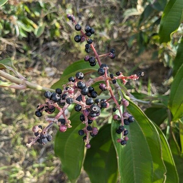 Miconia prasina Fruit