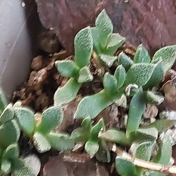 Crassula mesembryanthoides Hostoa