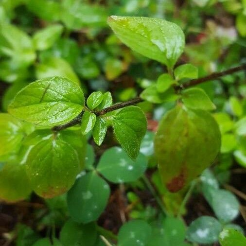 Origanum vulgare Fuelha