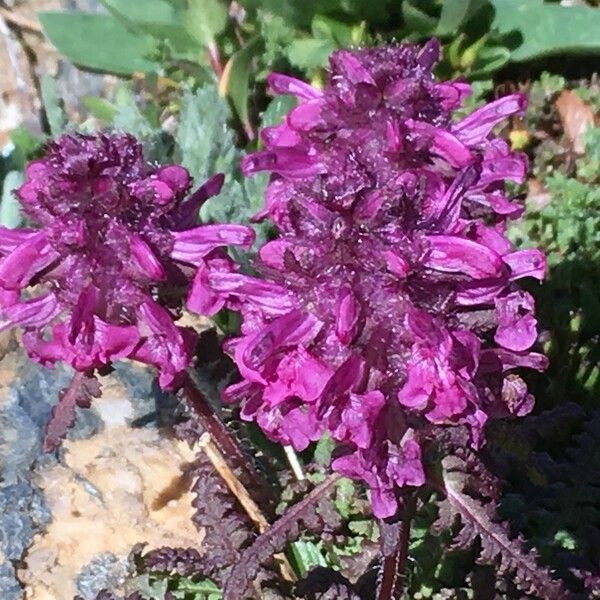 Pedicularis verticillata Hábito