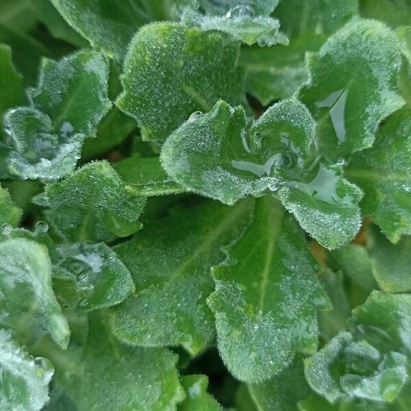 Arabis caucasica Blad