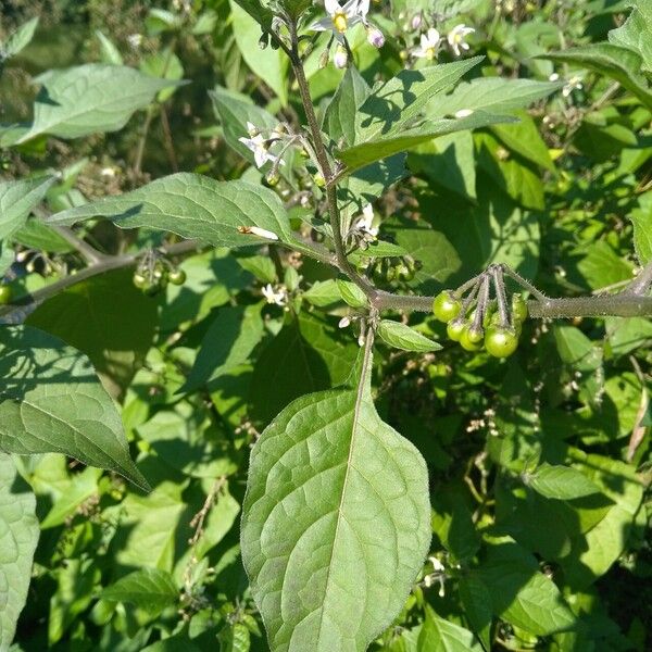 Solanum scabrum Fuelha