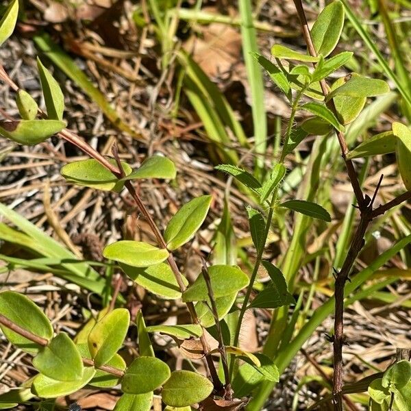 Hypericum tetrapetalum Blad