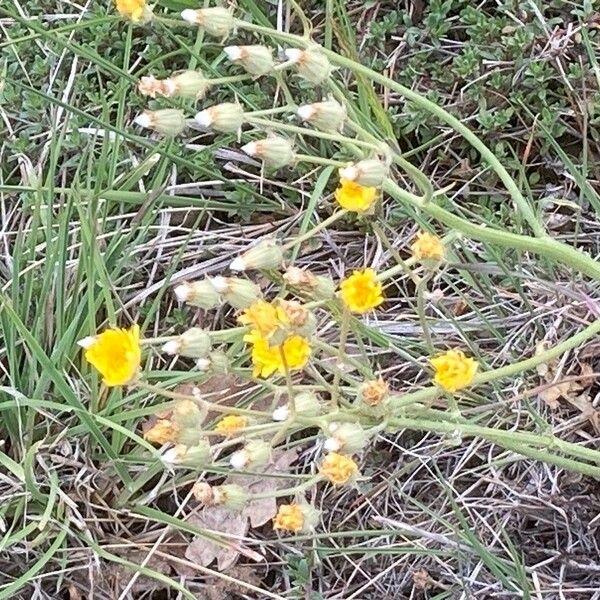 Crepis tectorum Fiore