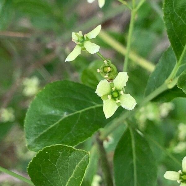 Euonymus latifolius Flower