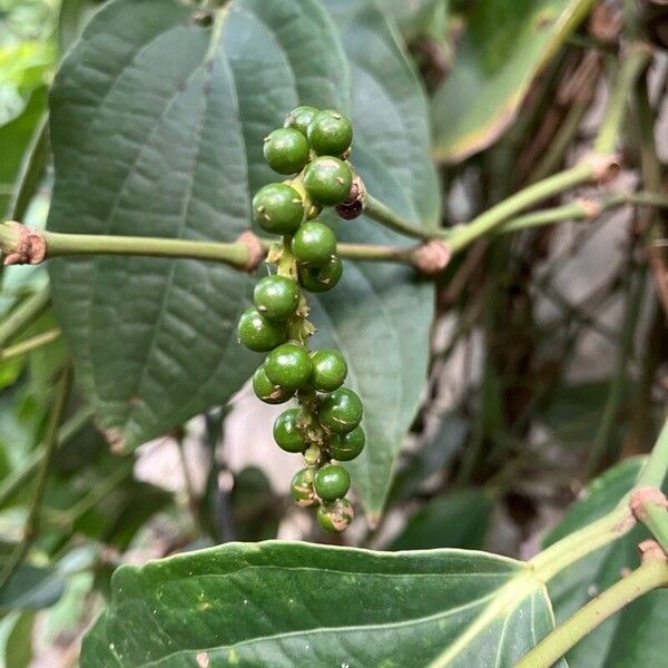 Piper nigrum Fruit