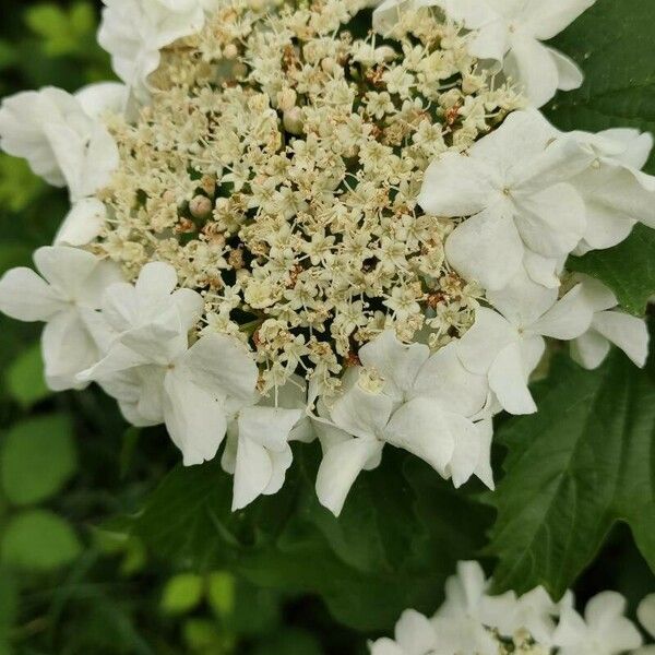 Viburnum sargentii Kukka