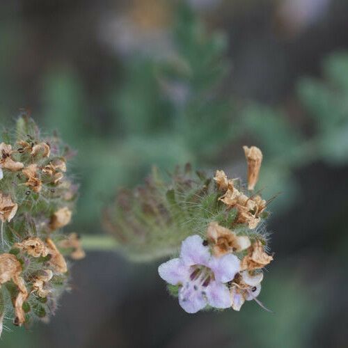 Phacelia ramosissima Кветка