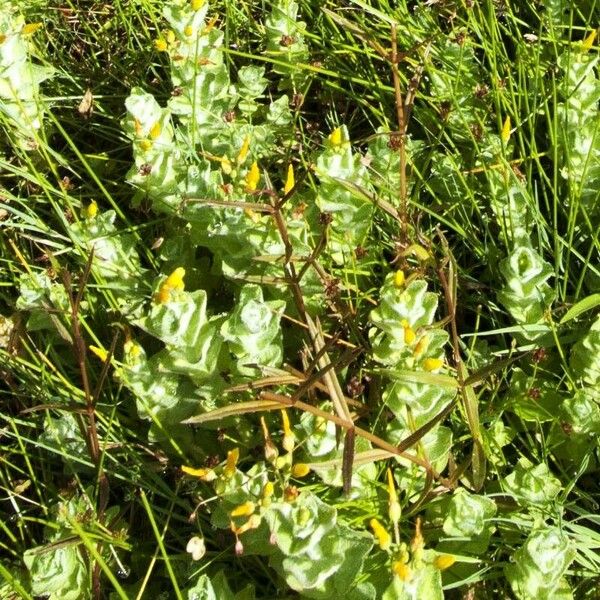 Hypericum elodes Flower