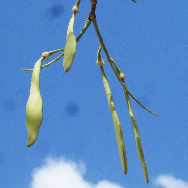 Lonchocarpus heptaphyllus Fruit