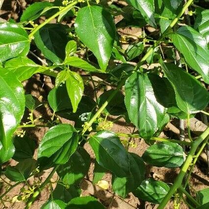 Colubrina asiatica Leaf