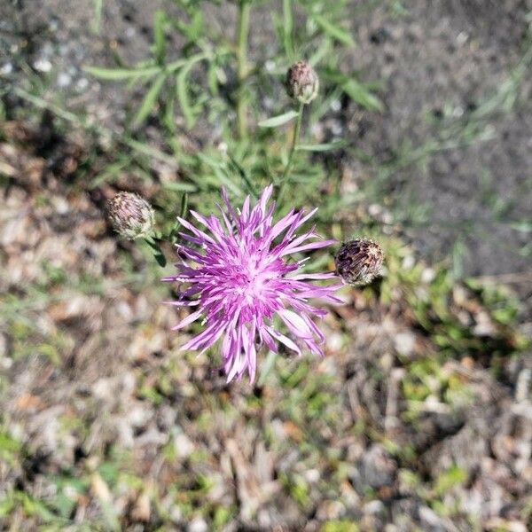 Centaurea paniculata Flower