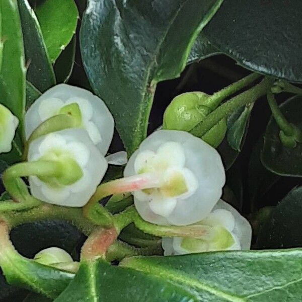 Gaultheria procumbens Bloem