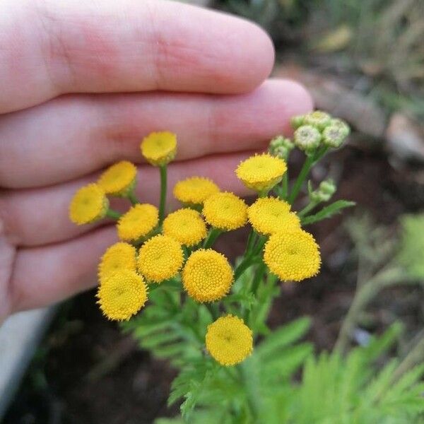 Tanacetum vulgare Flower