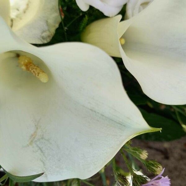 Zantedeschia aethiopica Flor