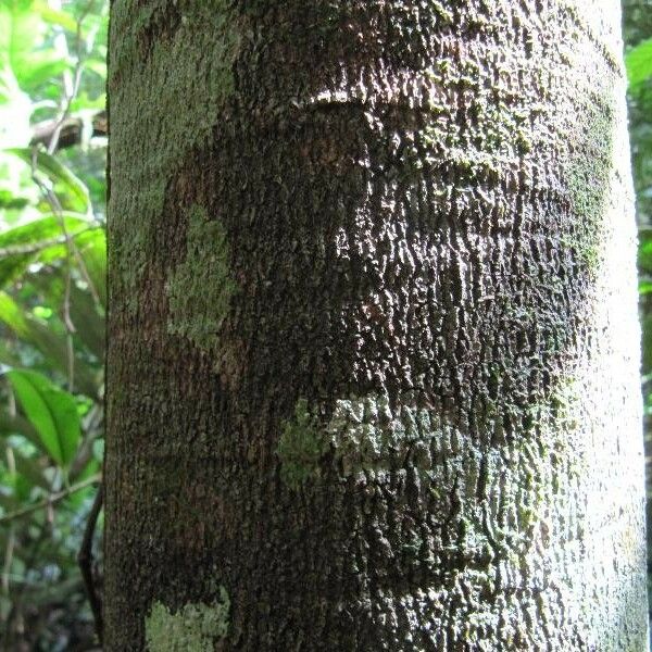 Couepia bracteosa Schors