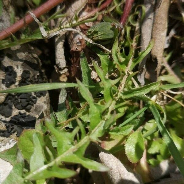 Taraxacum palustre 叶