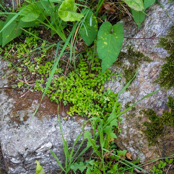 Sedum sarmentosum Folio