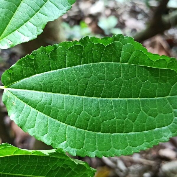 Afromorus mesozygia Leaf