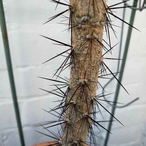 Rhodocactus grandifolius List