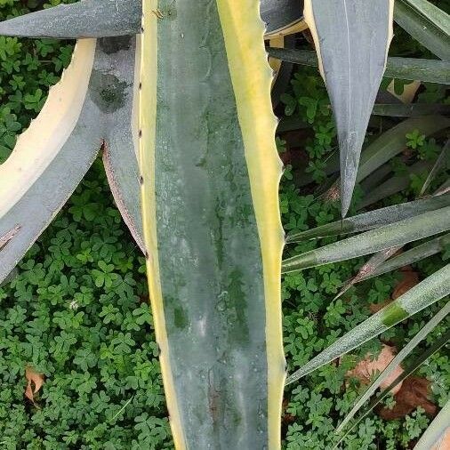 Agave americana Hoja