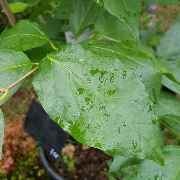 Calycanthus floridus Leaf