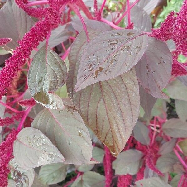 Amaranthus hypochondriacus Листок