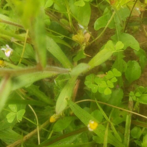 Myosotis arvensis Hoja