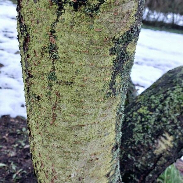 Prunus mahaleb Bark