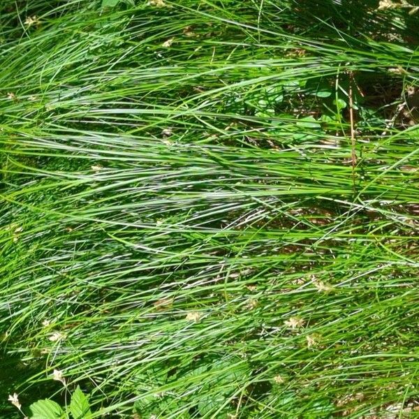 Carex brizoides Folla