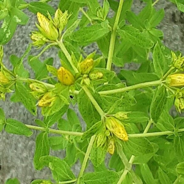 Hypericum tetrapterum Flower