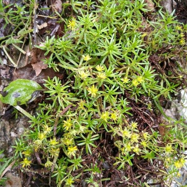 Saxifraga aizoides Blatt