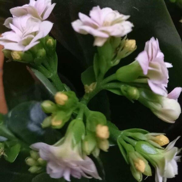 Kalanchoe blossfeldiana പുഷ്പം