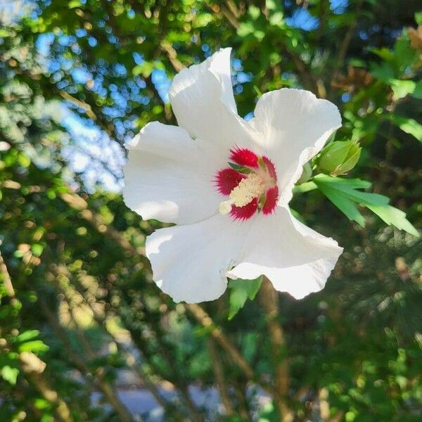 Hibiscus syriacus Flower