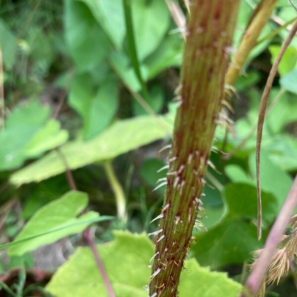 Astilboides tabularis बार्क (छाल)