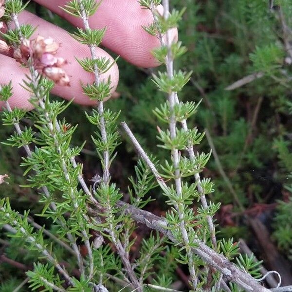 Erica cinerea Hostoa