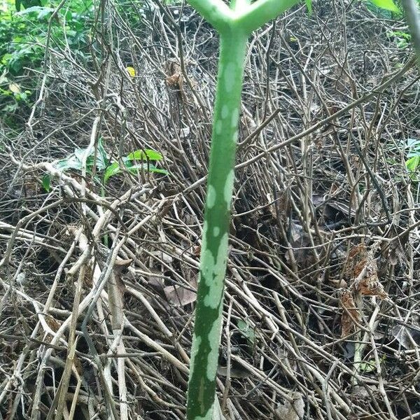 Amorphophallus paeoniifolius ᱪᱷᱟᱹᱞᱤ