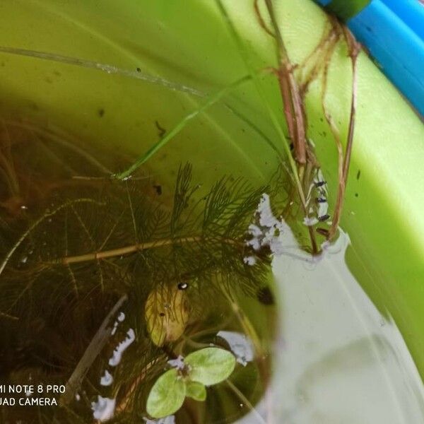 Myriophyllum verticillatum Hoja