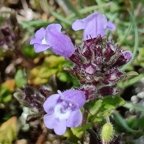 Clinopodium acinos Fiore