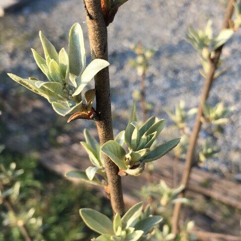 Elaeagnus commutata Frunză