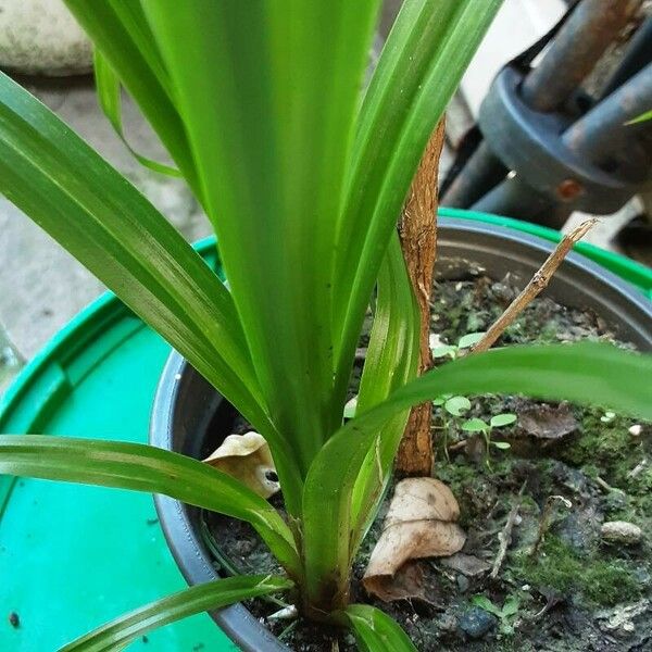 Cyperus esculentus Folha