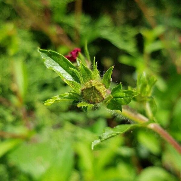 Potentilla nepalensis Annet