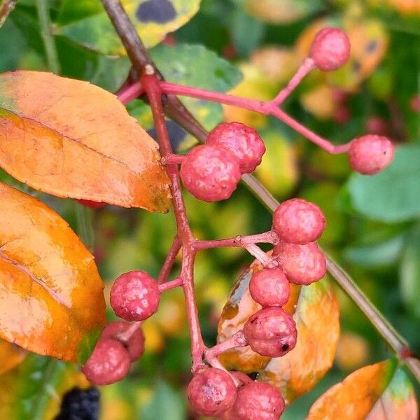 Zanthoxylum bungeanum Fruit