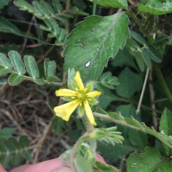 Tribulus cistoides Flor