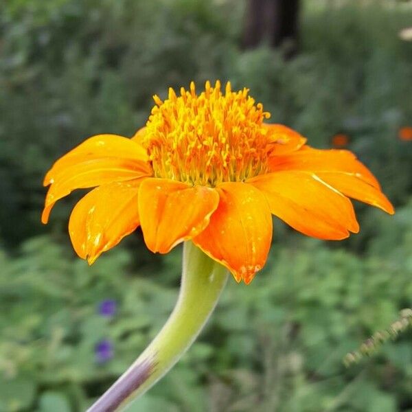 Tithonia rotundifolia Цвят