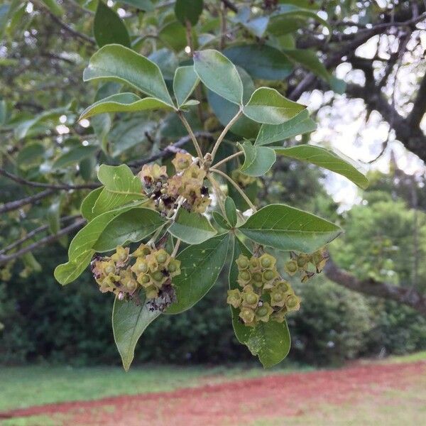 Vitex rehmannii Flor